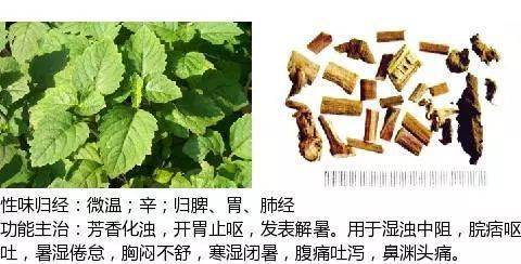 化湿药